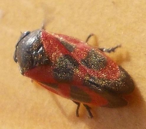 Haematoloma dorsata